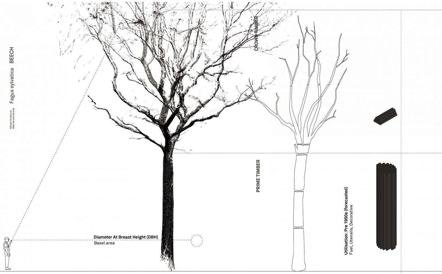 Typical tree utilization - drawing by Jack Cardo / AA wood Lab