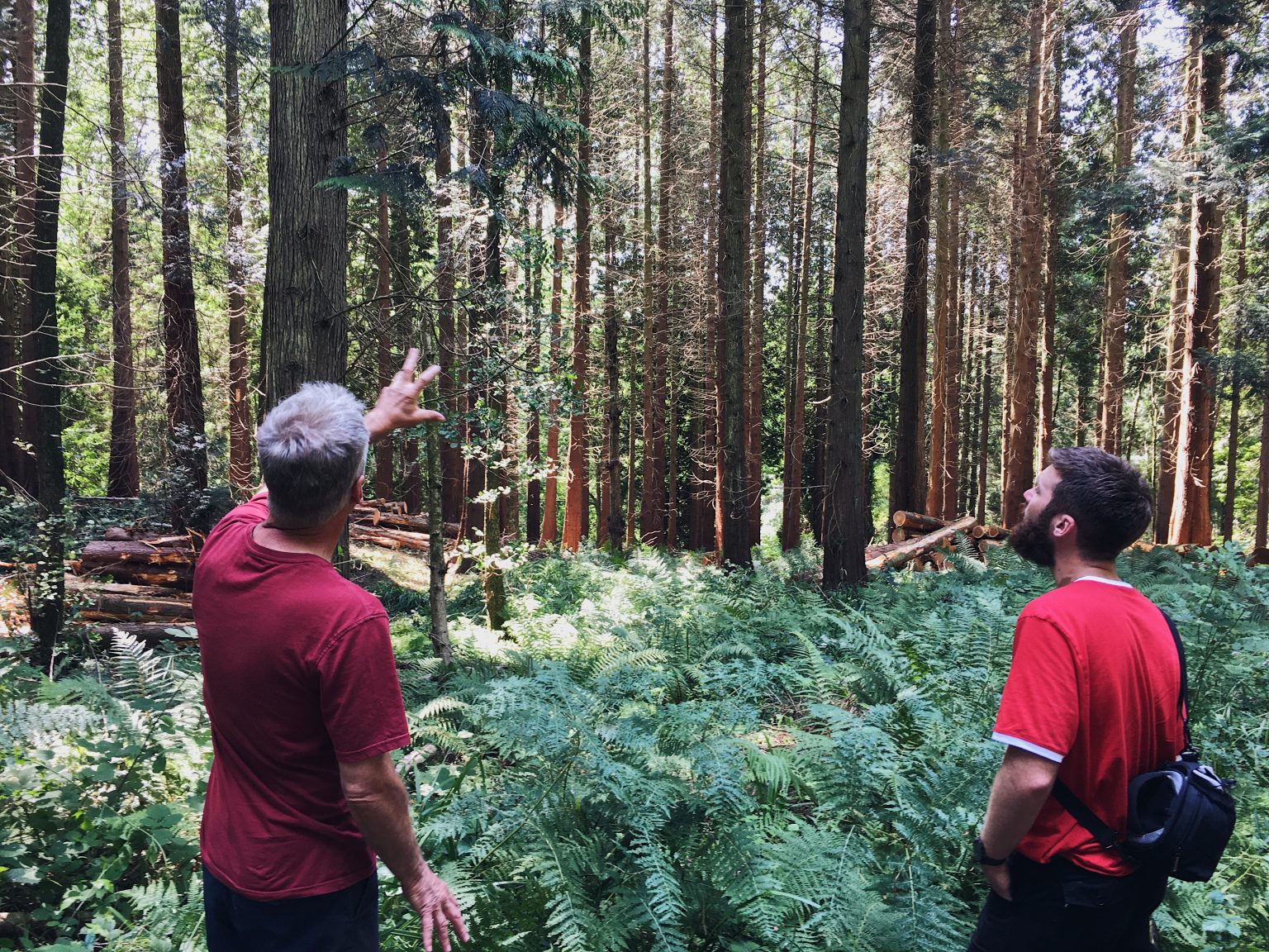 Exploring Hooke Park with Forester Christopher Sadd, seen admiring the trees he planted himself almost 30 years ago.